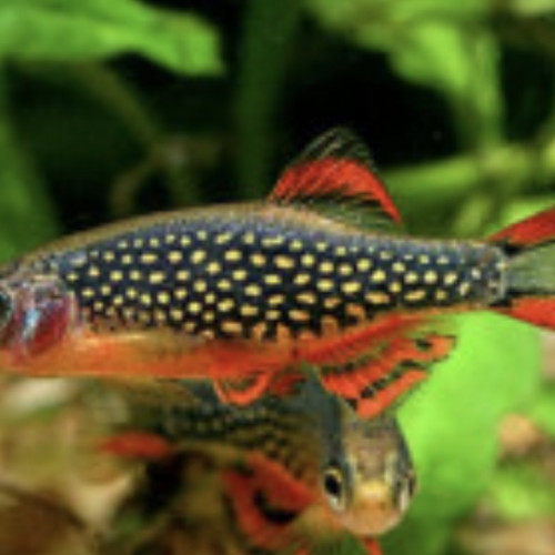 Poissons et crevettes