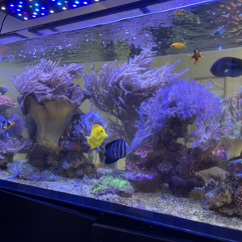 Red sea PENINSULA 650l