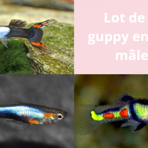 Lot de 3 guppy endler mâles