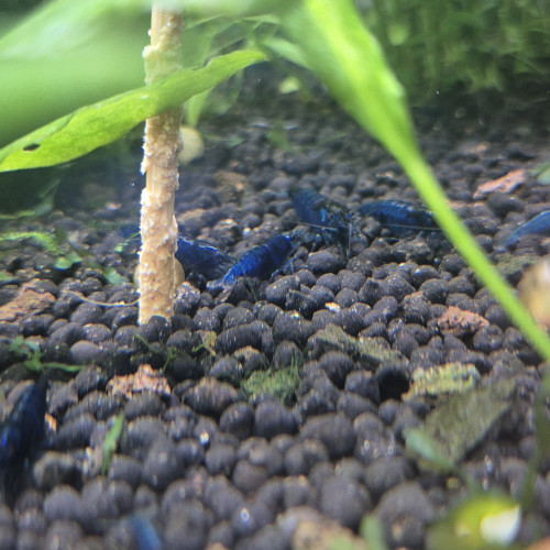 Crevettes blue