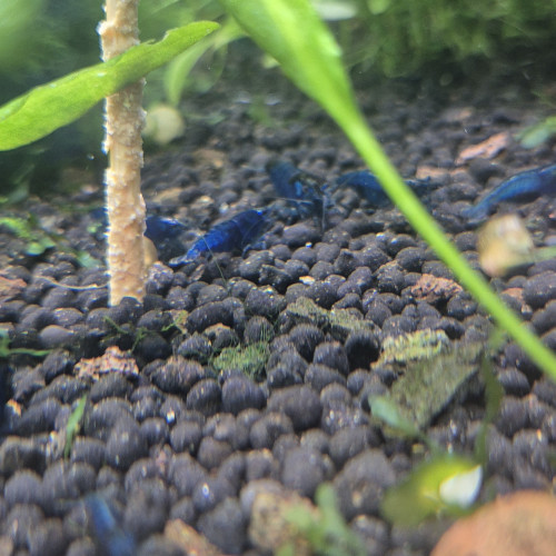 Crevettes blue