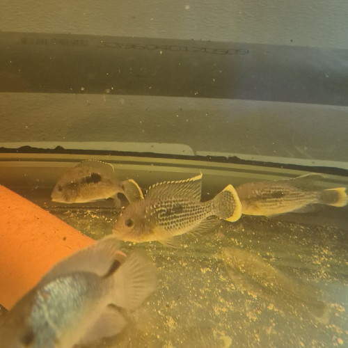 Aequidens rivulatus