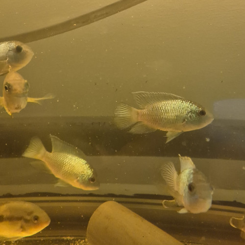 Acara bleu