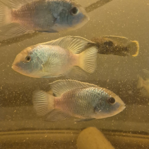 Acara bleu