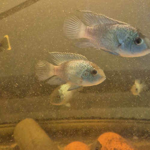 Acara bleu