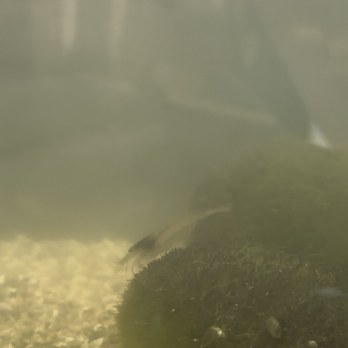 Don de crevettes grises (4)