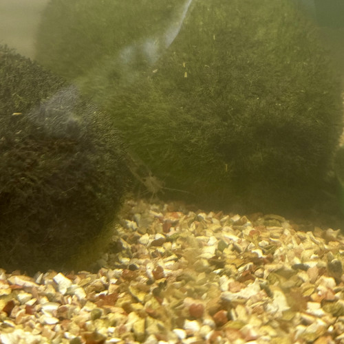 Don de crevettes grises (4)
