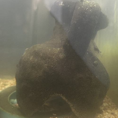 Don de crevettes grises (4)