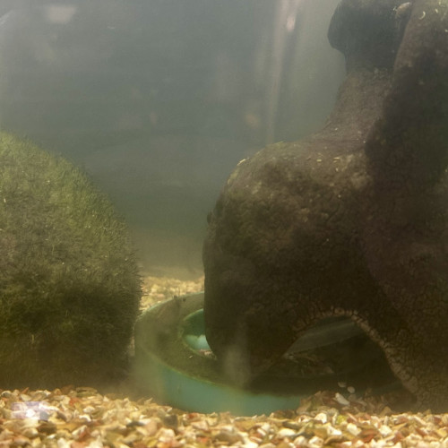 Don de crevettes grises (4)