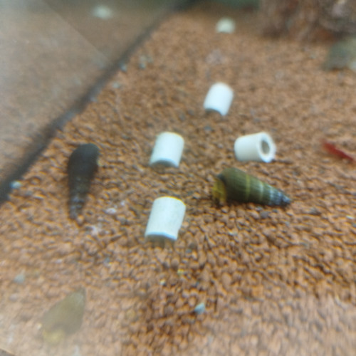 Escargot malais