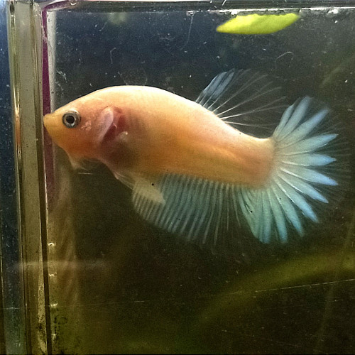 Bettas mâles et femelles de 8 semaines