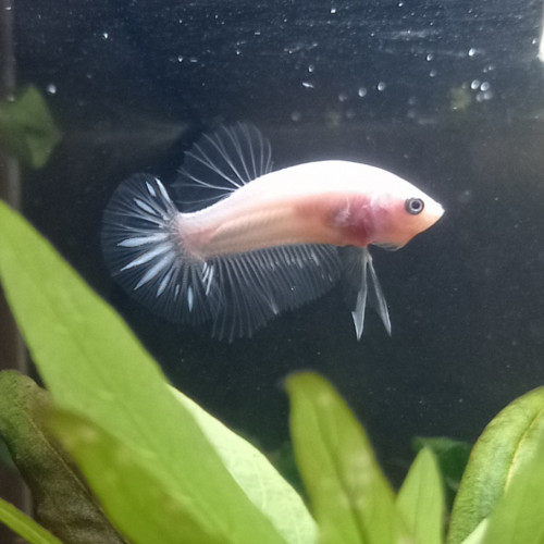 Bettas mâles et femelles de 8 semaines