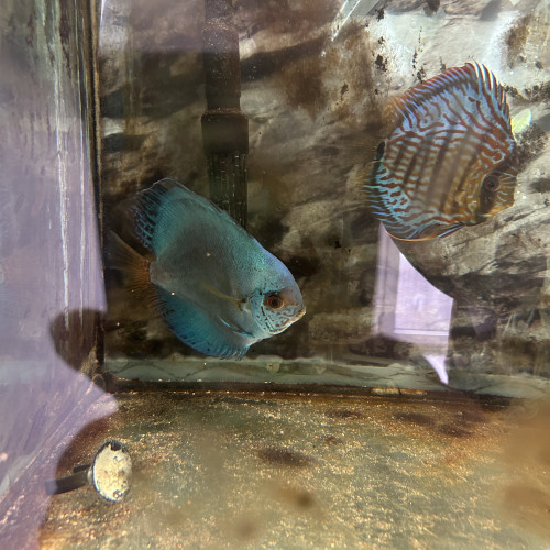 discus pour déménagement