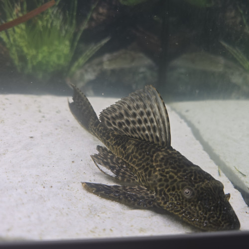 Donne 2 plecos 18/20cm contre bon soins