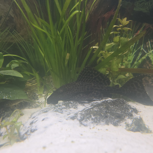 Donne 2 plecos 18/20cm contre bon soins