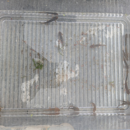 tylototriton verrucosus