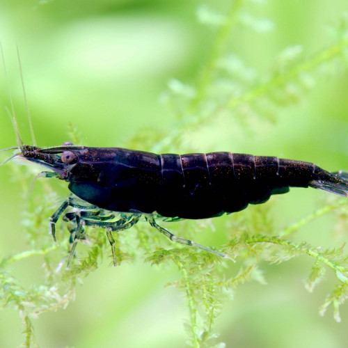 Crevette Black Sakura