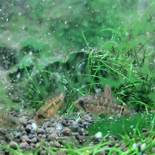 Juvéniles apistogramma Viejita