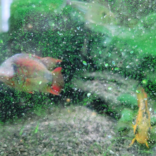 Juvéniles apistogramma Viejita