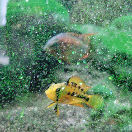 Juvéniles apistogramma Viejita