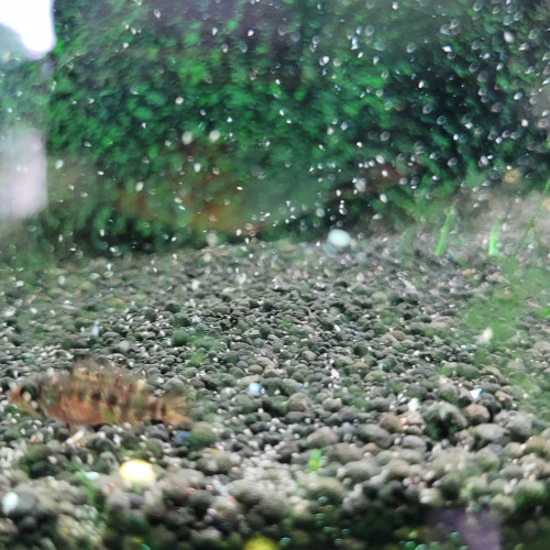 Juvéniles apistogramma Viejita