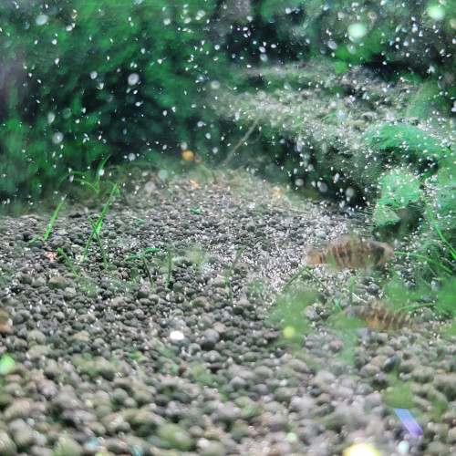 Juvéniles apistogramma Viejita