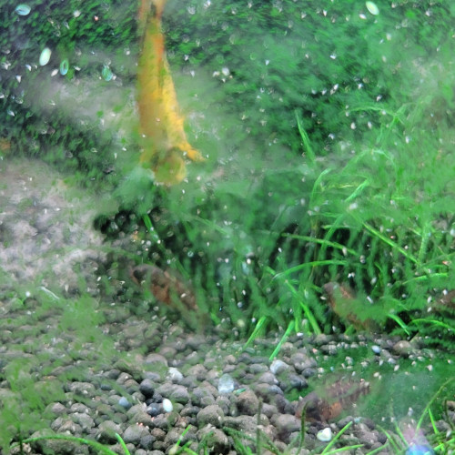 Juvéniles apistogramma Viejita