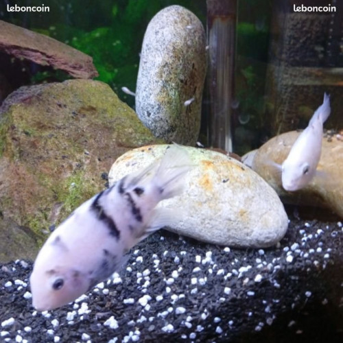 Amatitlania nigrofasciata marbré