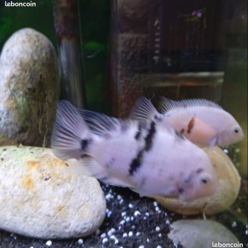 Amatitlania nigrofasciata marbré