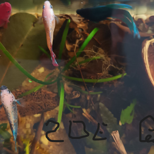 Sororité de Bettas femelles