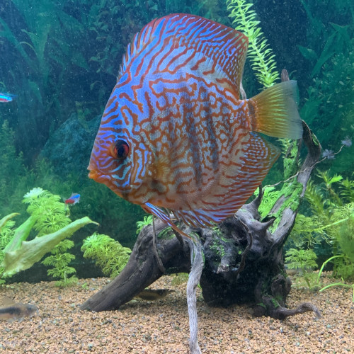 Discus turquoise