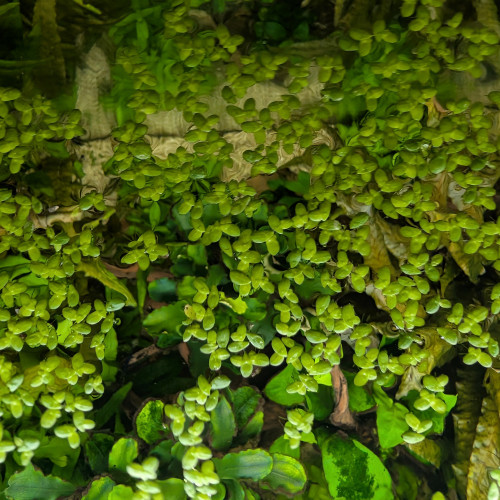 Lentilles d'eau