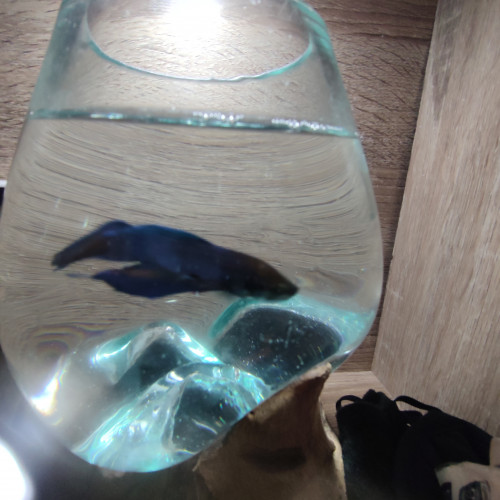 Poisson beta mâle sociable