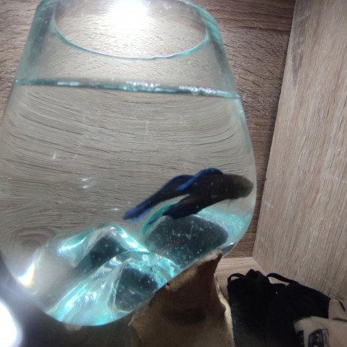 Poisson beta mâle sociable