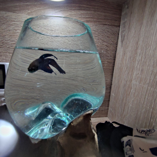 Poisson beta mâle sociable