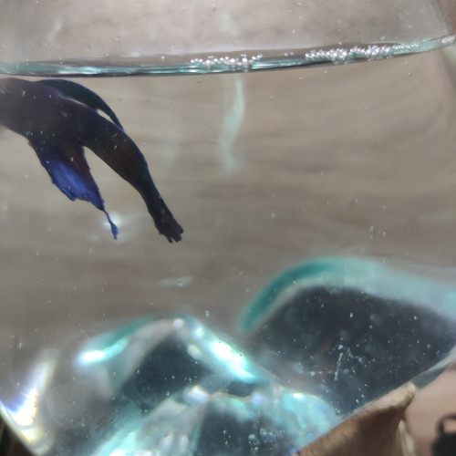 Poisson beta mâle sociable