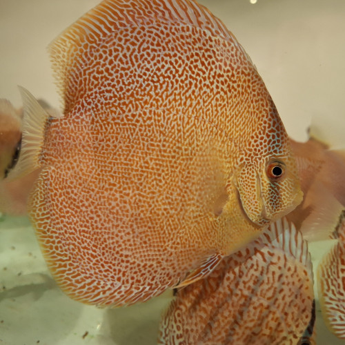 Discus Pantheras et Leopard