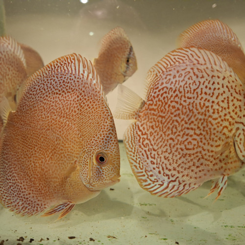 Discus Pantheras et Leopard