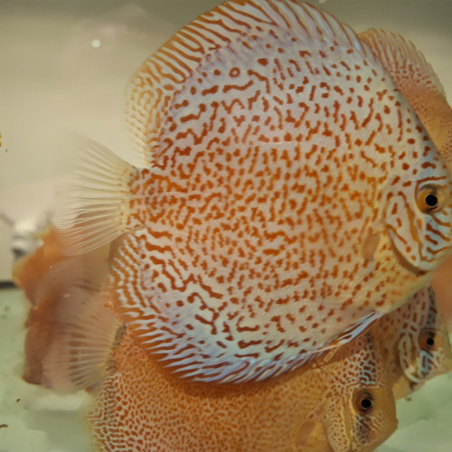 Discus Pantheras et Leopard