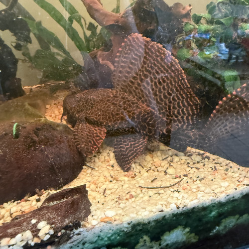 Vend magnifique pleco voilée 40 cm