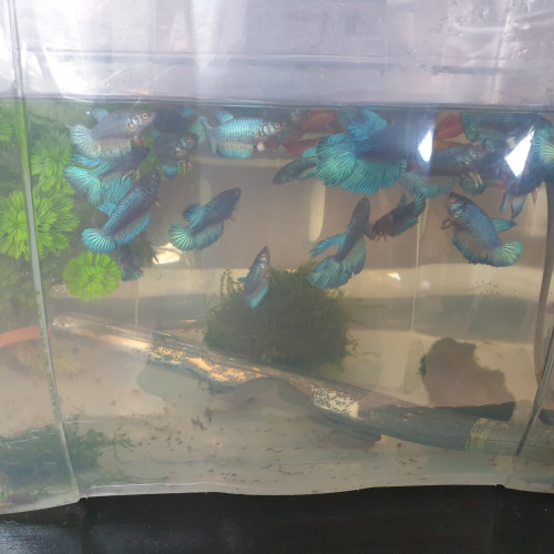 PoissonsVends mâles et femelles