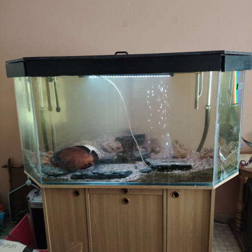 Aquarium d'angle 1080l plus poissons