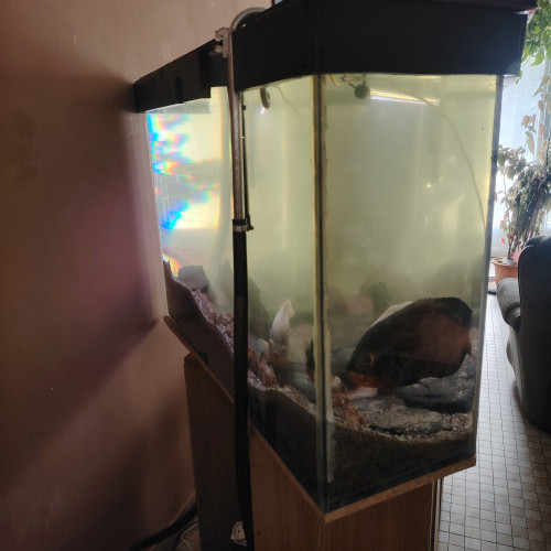 Aquarium d'angle 1080l plus poissons
