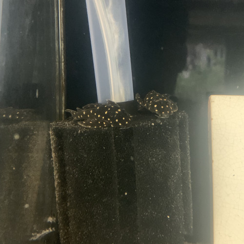 Hypancsitrus L201 inspector F1
