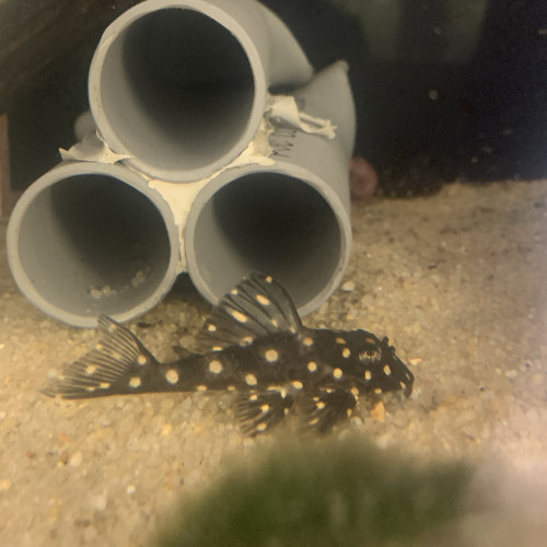Hypancsitrus L201 inspector F1