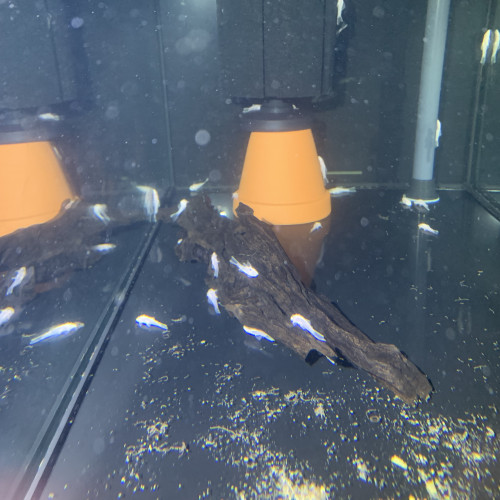 Ancistrus L144 sp Snow white