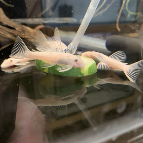 Ancistrus L144 sp Snow white