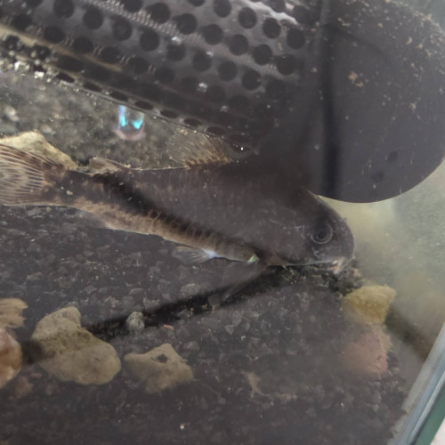 Don 3 poissons