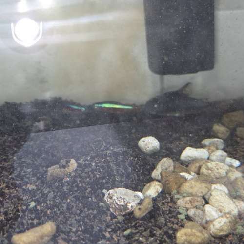 Don 3 poissons