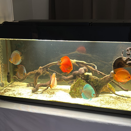 Discus/couple